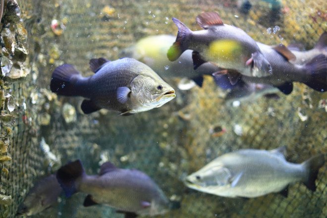 san diego fish farm, fish farm planned for san diego , hubbs-seaworld fish farm, rose canyon fisheries, aquaculture, food security, fish farming, animal ethics,