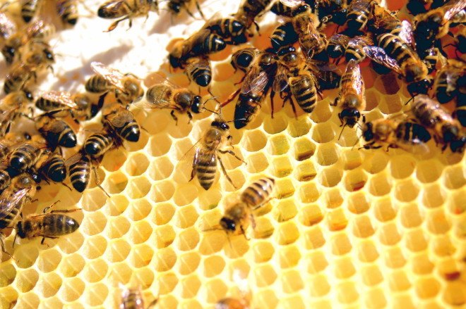 bees, honey bees, probiotics for honeybees, Pro-bee-iotics, probiotics protect honeybees from neonicotinoids, protecting bees from pesticides, how to protect honeybees from pesticides, University of British Columbia, colony collapse disorder, honey bee crisis, honey bee protection, bee research, probiotic solutions for bees