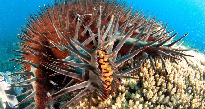 starfish, crown of thorns starfish, invasive species, underwater photography