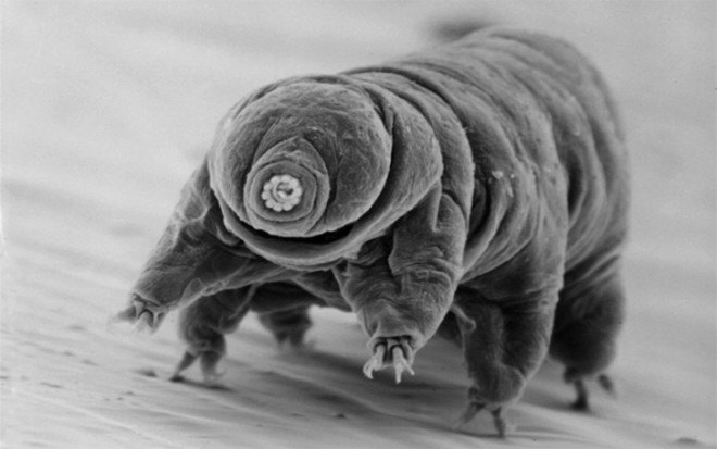 water bears, tardigrade, microscopic water creature, microscopic animal, new types of glass, glass research, university of chicago, juan de pablo
