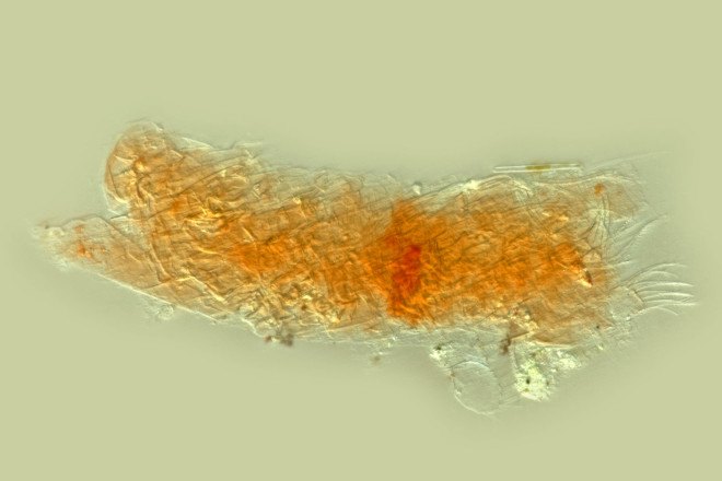 water bears, tardigrade, microscopic water creature, microscopic animal, new types of glass, glass research, university of chicago, juan de pablo