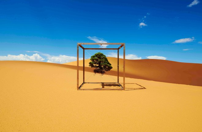 azuma makoto, makoto azuma, bonsai art, bonsai sculpture, photography, photographs of bonsai trees, shiki i, Shiki: Landscape and Beyond, Zhulong Dallas Contemporary Art Gallery