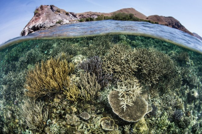 coral reefs, coral bleaching, sunscreen effects on coral reefs, oxybenzone coral reefs, oxybenzone harmful, sunscreen harmful to coral reefs, environmentally responsible sunscreen