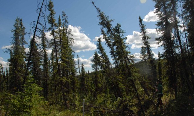 climate change, global warming, methane, permafrost, permafrost warming, permafrost melt, Professor Vladimir Romanovsky, Vladimir Romanovsky, university of alaska, drunken forest, sinkholes