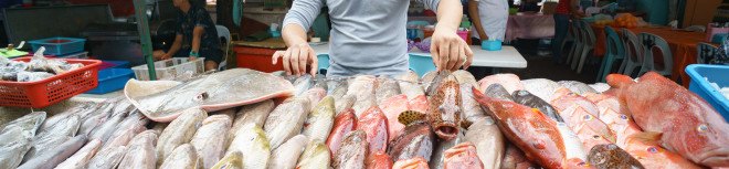 fish, conservation, oceans, pollution, ocean garbage, fish contamination, scientific study, waste management, California, Indonesia, fisheries, fish management