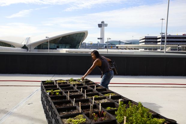 JetBlue, GrowNYC Partners, potato farm, jfk airport, jet blue terminal, urban farming, airport farming, sustainable farming nyc, unique gardens nyc, green design, sustainable design, potato farms, Terra chips, urban farming nyc, airport gardens, nyc airport gardens