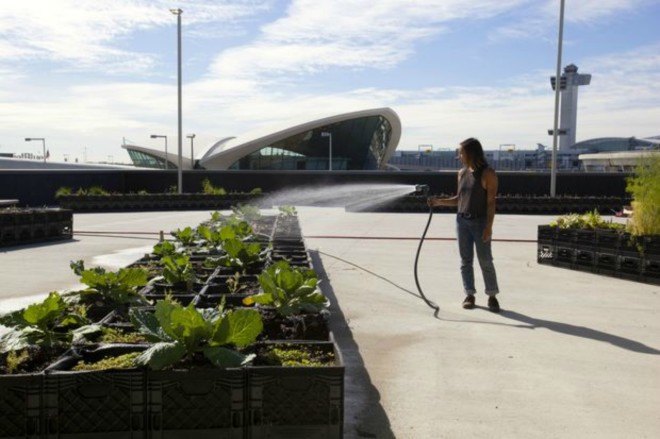 JetBlue, GrowNYC Partners, potato farm, jfk airport, jet blue terminal, urban farming, airport farming, sustainable farming nyc, unique gardens nyc, green design, sustainable design, potato farms, Terra chips, urban farming nyc, airport gardens, nyc airport gardens
