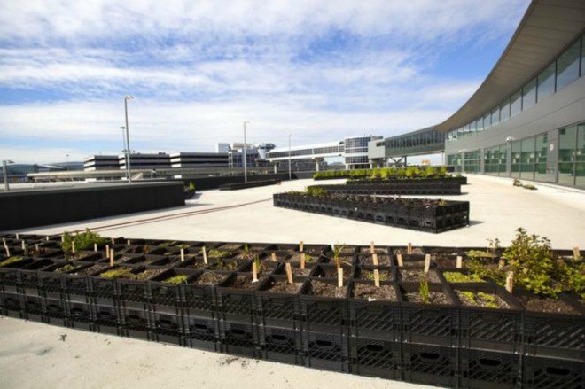 JetBlue, GrowNYC Partners, potato farm, jfk airport, jet blue terminal, urban farming, airport farming, sustainable farming nyc, unique gardens nyc, green design, sustainable design, potato farms, Terra chips, urban farming nyc, airport gardens, nyc airport gardens