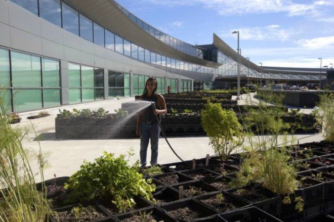 JetBlue, GrowNYC Partners, potato farm, jfk airport, jet blue terminal, urban farming, airport farming, sustainable farming nyc, unique gardens nyc, green design, sustainable design, potato farms, Terra chips, urban farming nyc, airport gardens, nyc airport gardens