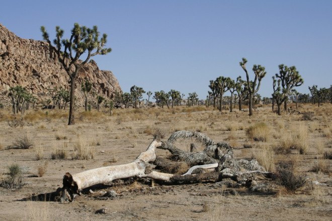 joshua tree, joshua tree national park, climate change, joshua tree climate change, desert tree, joshua trees dying