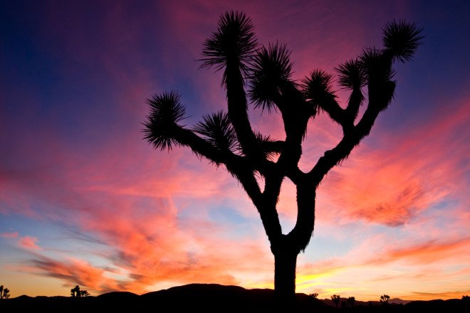 joshua tree, joshua tree national park, climate change, joshua tree climate change, desert tree, joshua trees dying