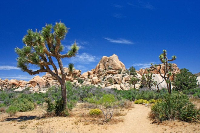 joshua tree, joshua tree national park, climate change, joshua tree climate change, desert tree, joshua trees dying