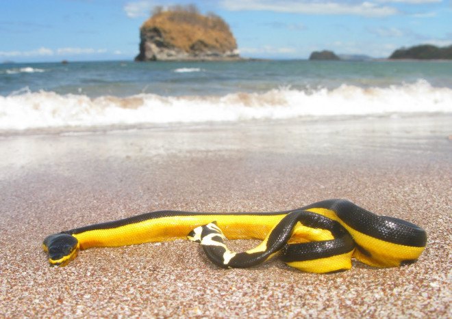yellow-bellied sea snake, el nino, california, poisonous sea snake, venomous sea snake, sea snakes stranded on beach, poisonous sea snakes california