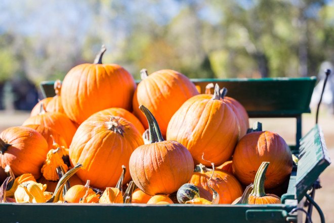 pumpkins, halloween, jack o lanterns, carving pumpkins, pumpkins landfill, us department of energy, energy department, composting, compost, organic material in landfills, municipal solid waste