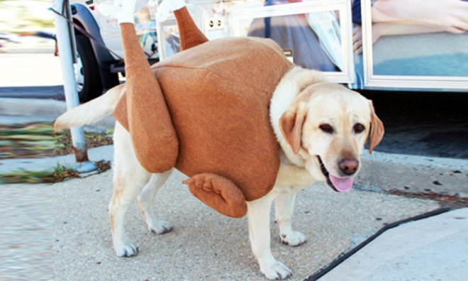 75-Pound roast turkey, Doreen Catena, green halloween, DIY halloween costume, halloween costume contest, handmade halloween costume,