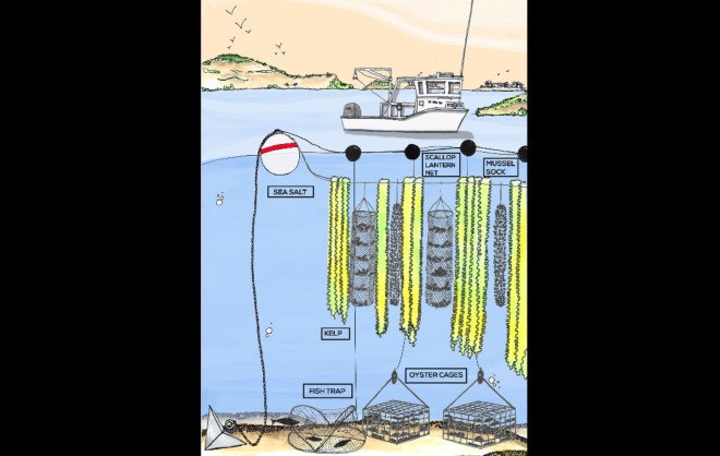 GreenWave, Buckminster Fuller Challenge, GreenWave winner of Buckminster Fuller Challenge, 2015 Buckminster Fuller Challenge, Buckminster Fuller Challenge winner, sustainable aquaculture, aquaculture, restorative ocean farming, ocean ecosystems, marine populations, multi-species 3D ocean farm,