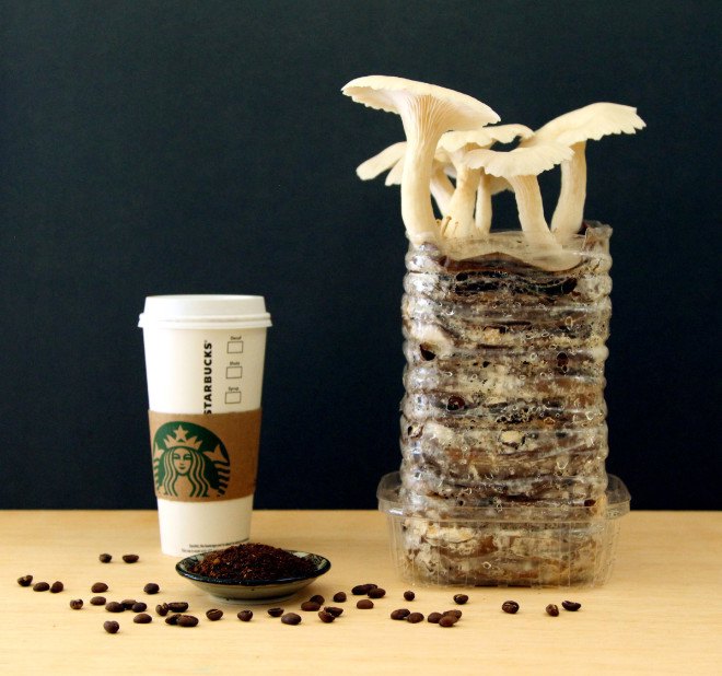 coffee, coffee grounds, cardboard, corrugated cardboard, mushrooms, grow mushrooms, reader submitted content