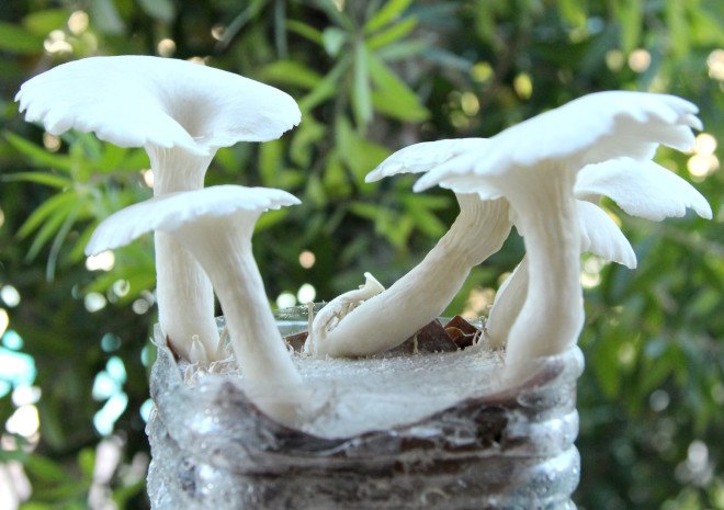 coffee, coffee grounds, cardboard, corrugated cardboard, mushrooms, grow mushrooms, reader submitted content