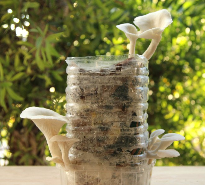 coffee, coffee grounds, cardboard, corrugated cardboard, mushrooms, grow mushrooms, reader submitted content