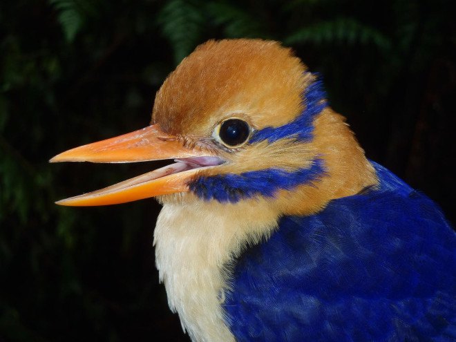 moustached kingfisher, rare bird found and killed, chris filardi, American Museum of Natural History, ornithology, scientific controversy, killing in the name of science, killing in the name of research, studying rare birds