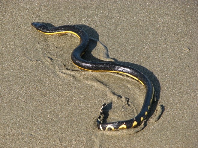 yellow-bellied sea snake, el nino, california, poisonous sea snake, venomous sea snake, sea snakes stranded on beach, poisonous sea snakes california