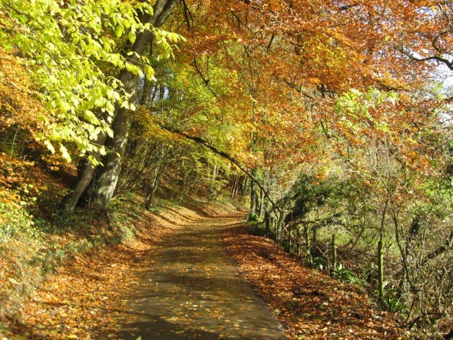 autumn, fall leaves, autumn leaves