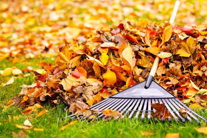 autumn, fall leaves, autumn leaves