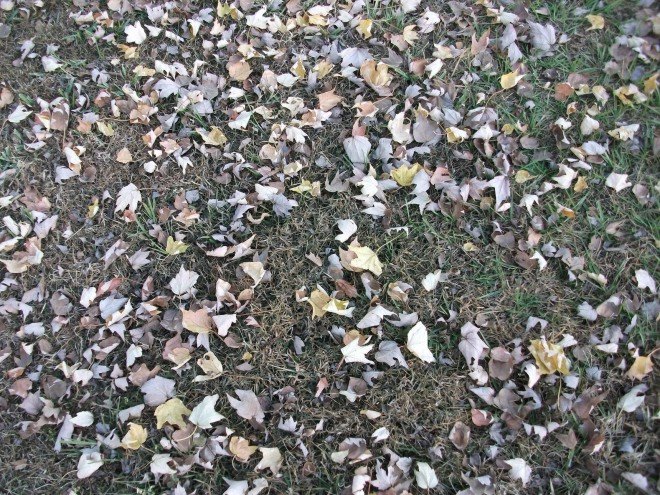 leaves, fall, leaf mulch, leaf grass
