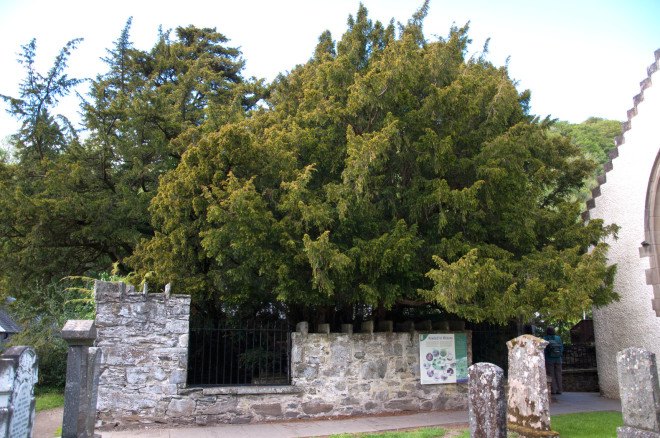 fortingall yew, perthshire yew, scotland yew, yew changes sex, tree changes sex, environmental stress on trees