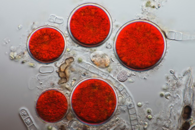 blood rain, spain blood rain, spain red rain, red rain, Haematococcus pluvialis, astaxanthin, red algae, red microalgae