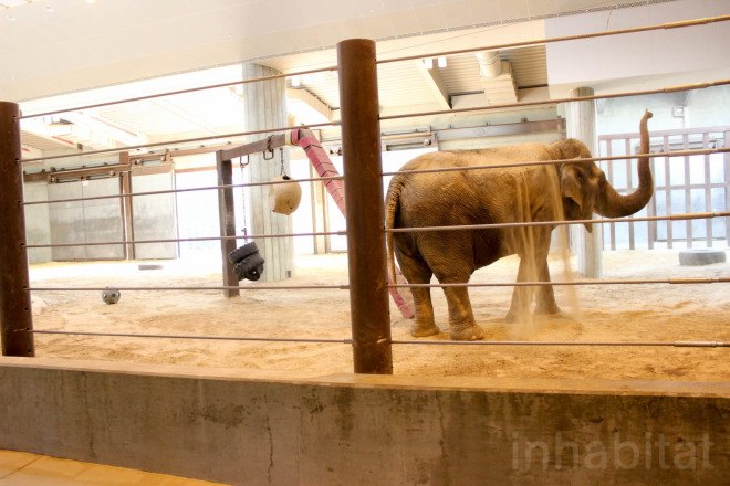 LEED Gold, Greenbuild, Greenbuild 2015, Smithsonian, Smithsonian LEED, National Zoo, Elephant Trails, geothermal wells, geothermal energy, steam-powered water tank, skylights, greywater system, elephants, elephant, Asian elephants, zoos, green roof, elephant conservation, LEED Gold Elephant Trails at the National Zoo