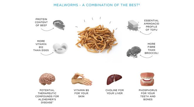 LIVIN Farms, desktop hive for edible insects, mealworms, sustainable meat, factory farming, edible insects, edible mealworms, eating bugs, Kickstarter,