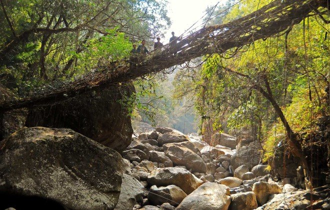 India's tree bridges, living tree bridges, living root bridges, Patrick Rogers, Living Root Bridge Project, northeast India jungle bridges, Meghalaya state living root bridges, War Khasi people, War Jaintia people, who makes living root bridges, where are india's living root bridges