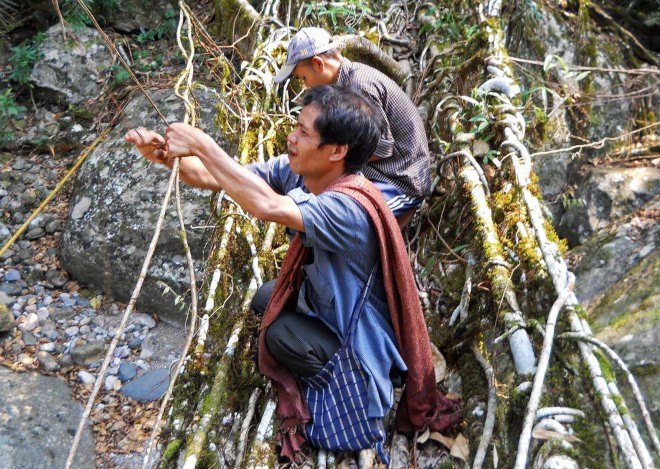 India's tree bridges, living tree bridges, living root bridges, Patrick Rogers, Living Root Bridge Project, northeast India jungle bridges, Meghalaya state living root bridges, War Khasi people, War Jaintia people, who makes living root bridges, where are india's living root bridges