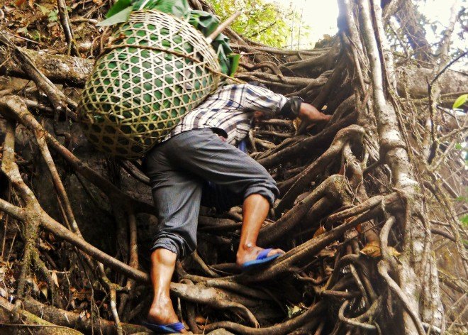 India's tree bridges, living tree bridges, living root bridges, Patrick Rogers, Living Root Bridge Project, northeast India jungle bridges, Meghalaya state living root bridges, War Khasi people, War Jaintia people, who makes living root bridges, where are india's living root bridges