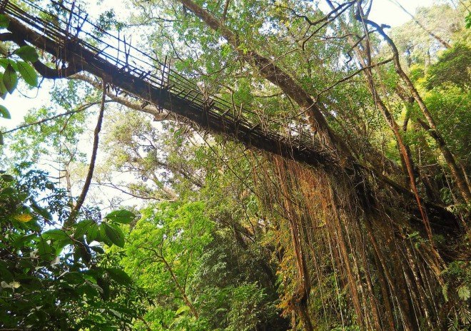 India's tree bridges, living tree bridges, living root bridges, Patrick Rogers, Living Root Bridge Project, northeast India jungle bridges, Meghalaya state living root bridges, War Khasi people, War Jaintia people, who makes living root bridges, where are india's living root bridges