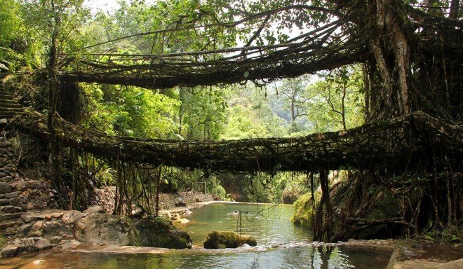 India's tree bridges, living tree bridges, living root bridges, northeast India jungle bridges, Meghalaya state living root bridges, War Khasi people, War Jaintia people, who makes living root bridges, where are india's living root bridges, Nongriat illage, Meghalaya, India