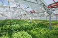gotham greens, chicago, rooftop farm, rooftop farming, urban farming, urban agriculture, local greens, local produce, hyper local, year round farming, greenhouse gardening, greenhouse farming, method chicago, gotham greens chicago, William McDonough + Partners, Heitman Architects