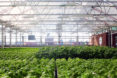 gotham greens, chicago, rooftop farm, rooftop farming, urban farming, urban agriculture, local greens, local produce, hyper local, year round farming, greenhouse gardening, greenhouse farming, method chicago, gotham greens chicago, William McDonough + Partners, Heitman Architects
