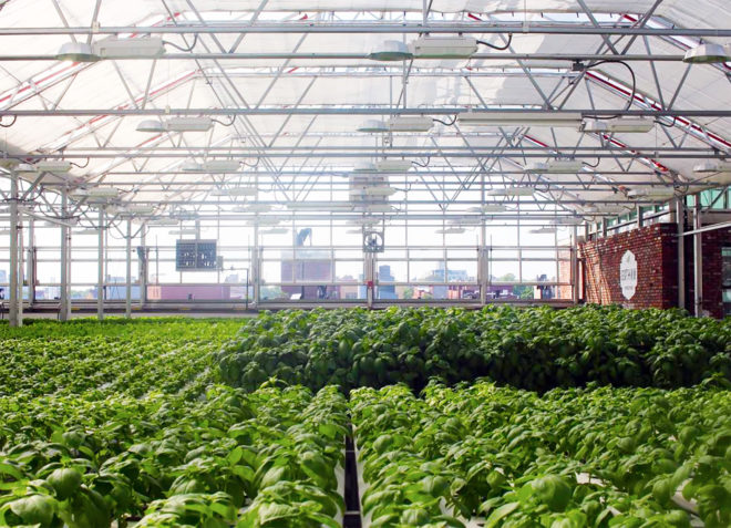 gotham greens, chicago, rooftop farm, rooftop farming, urban farming, urban agriculture, local greens, local produce, hyper local, year round farming, greenhouse gardening, greenhouse farming, method chicago, gotham greens chicago, William McDonough + Partners, Heitman Architects