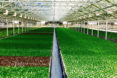 gotham greens, chicago, rooftop farm, rooftop farming, urban farming, urban agriculture, local greens, local produce, hyper local, year round farming, greenhouse gardening, greenhouse farming, method chicago, gotham greens chicago, William McDonough + Partners, Heitman Architects
