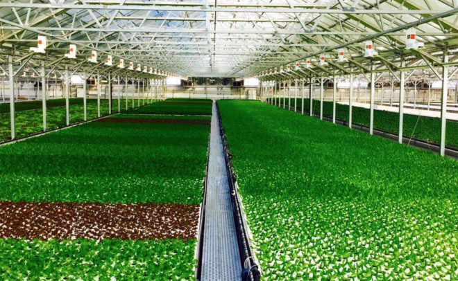 gotham greens, chicago, rooftop farm, rooftop farming, urban farming, urban agriculture, local greens, local produce, hyper local, year round farming, greenhouse gardening, greenhouse farming, method chicago, gotham greens chicago, William McDonough + Partners, Heitman Architects