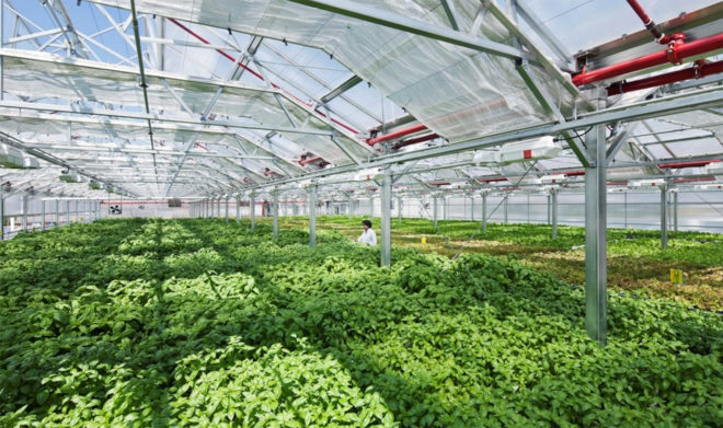 gotham greens, chicago, rooftop farm, rooftop farming, urban farming, urban agriculture, local greens, local produce, hyper local, year round farming, greenhouse gardening, greenhouse farming, method chicago, gotham greens chicago, William McDonough + Partners, Heitman Architects