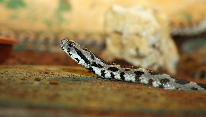 palestinian viper, snake in lettuce, viper in lettuce, snake in produce, viper in produce, snake in grocery store, snake in supermarket