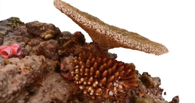 the hydrous, coral reefs, hydrous coral, coral 3d mapping, coral 3d printing, coral 3d images, autodesk coral reefs, autodesk memento, sly lee, coral reef conservation