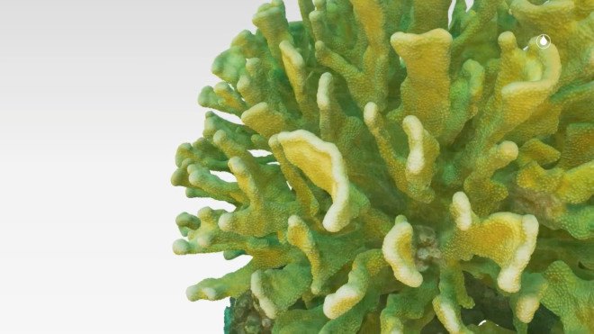 the hydrous, coral reefs, hydrous coral, coral 3d mapping, coral 3d printing, coral 3d images, autodesk coral reefs, autodesk memento, sly lee, coral reef conservation