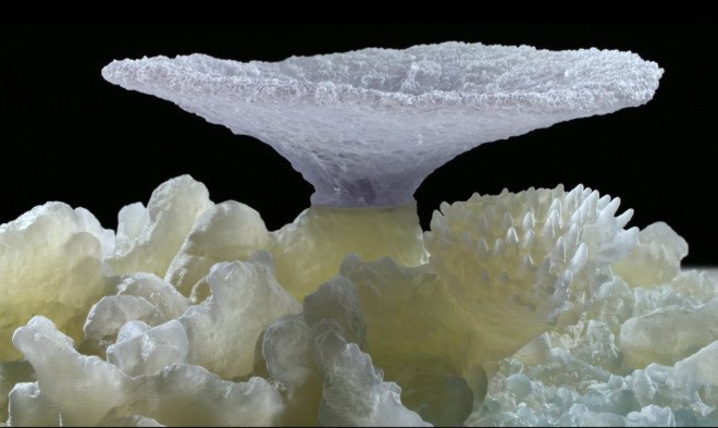 the hydrous, coral reefs, hydrous coral, coral 3d mapping, coral 3d printing, coral 3d images, autodesk coral reefs, autodesk memento, sly lee, coral reef conservation