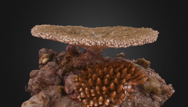 the hydrous, coral reefs, hydrous coral, coral 3d mapping, coral 3d printing, coral 3d images, autodesk coral reefs, autodesk memento, sly lee, coral reef conservation