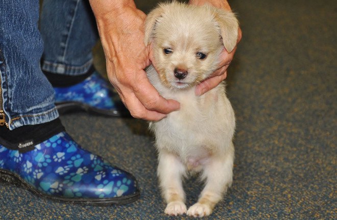 Tumbles, two-legged shelter puppy, two-legged puppy wheelchair, Ohio University Innovation Center, Friends of Shelter Dogs Athens Ohio, Tumbles the two-legged puppy, 3d-printed wheelchair for puppy, puppy that got a 3D-printed wheelchair