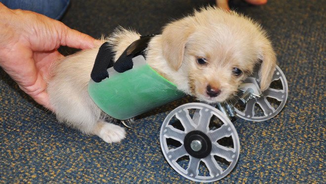 Tumbles, two-legged shelter puppy, two-legged puppy wheelchair, Ohio University Innovation Center, Friends of Shelter Dogs Athens Ohio, Tumbles the two-legged puppy, 3d-printed wheelchair for puppy, puppy that got a 3D-printed wheelchair